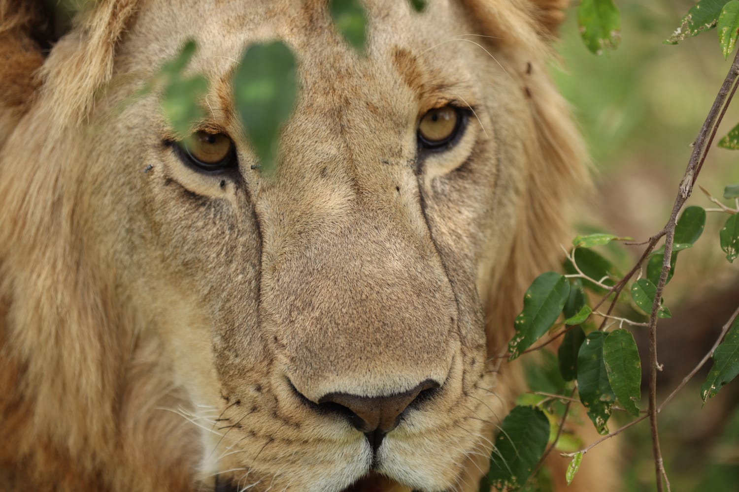 In the wild diverse endless plains of the maasai mara natural reserve ...
