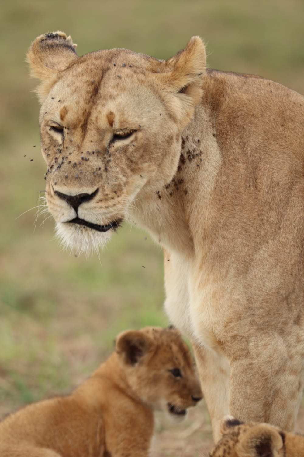In the wild diverse endless plains of the maasai mara natural reserve ...