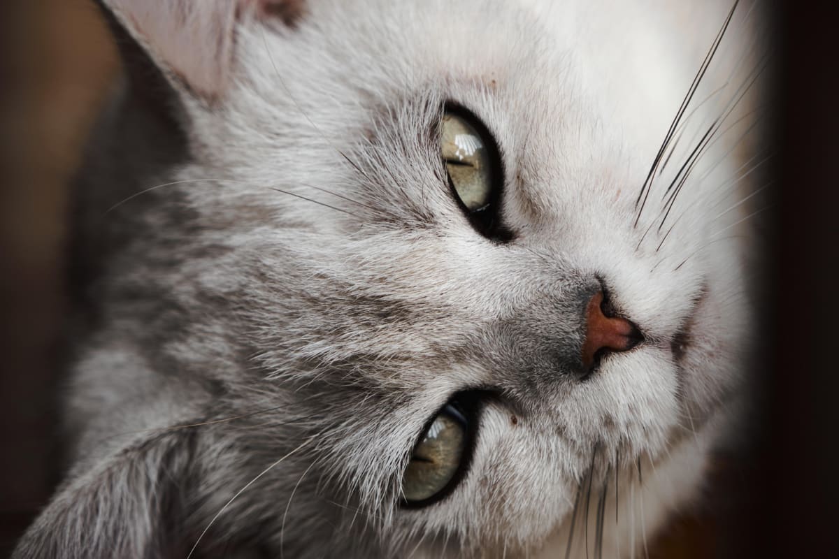 chaton parfaitement immobile, illustration de la question de l'hypnose animale