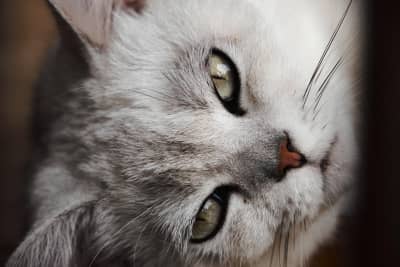 chaton parfaitement immobile, illustration de la question de l'hypnose animale