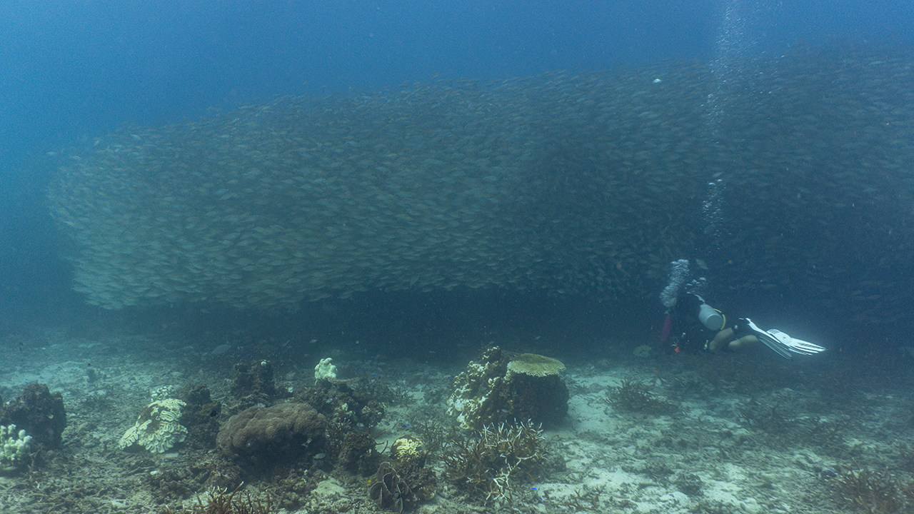 Никогда не понимал почему это скопление называется School of Fish