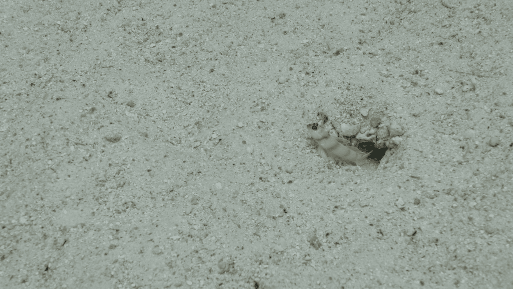 Steinitz’ Prawn-goby
