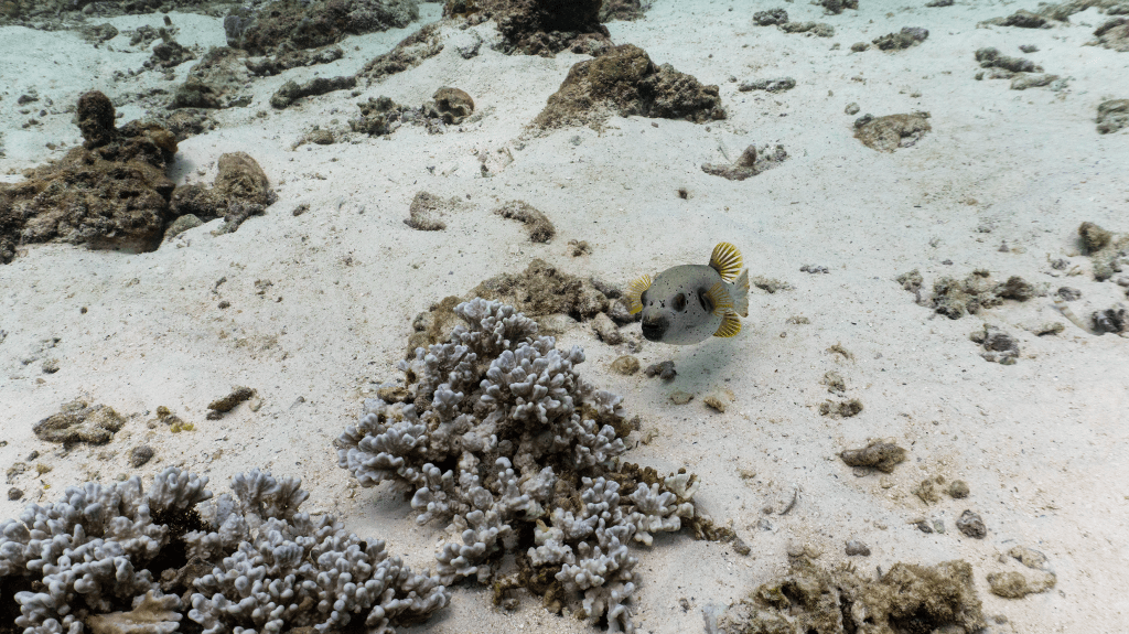 Blackspotted puffer