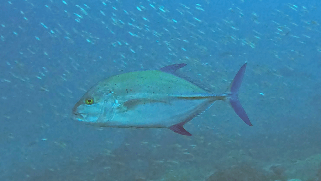 Bluefin trevally