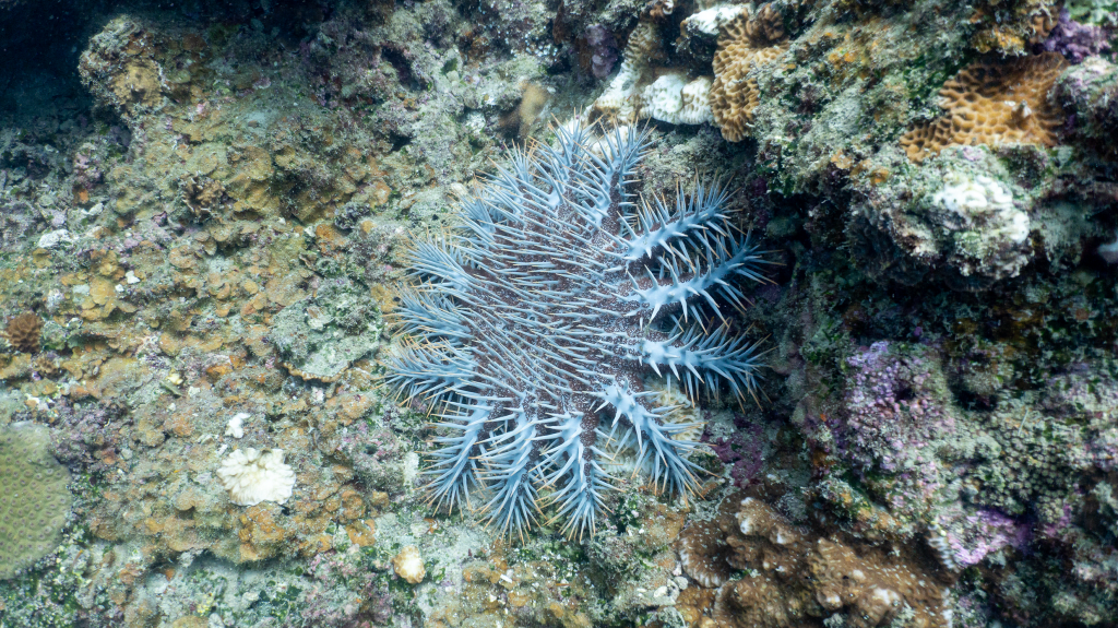 Crown-of-thorns starfish