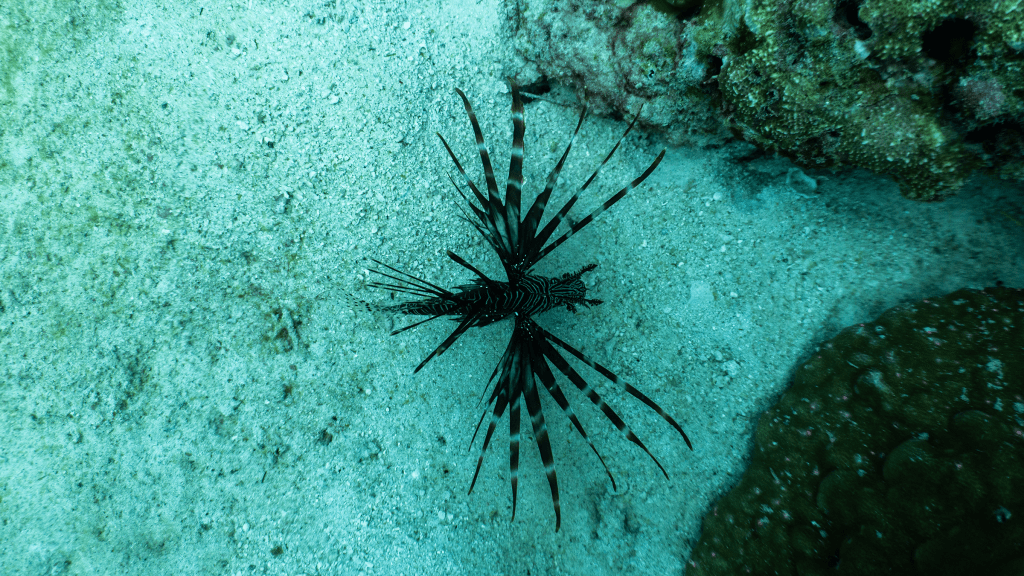 Red lionfish