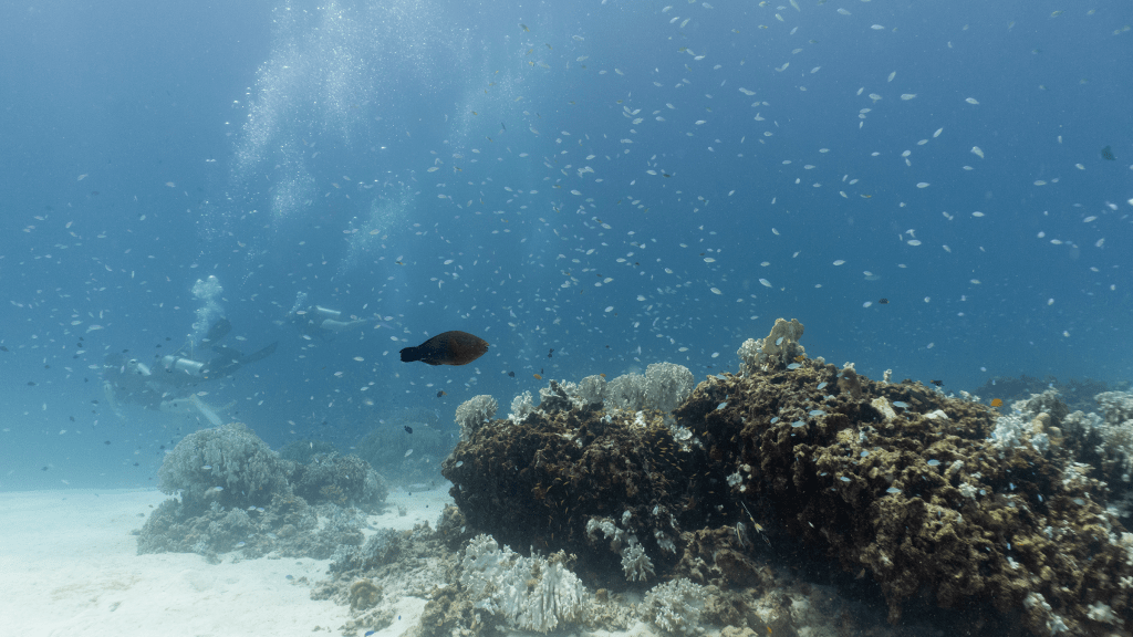 Dusky parrotfish