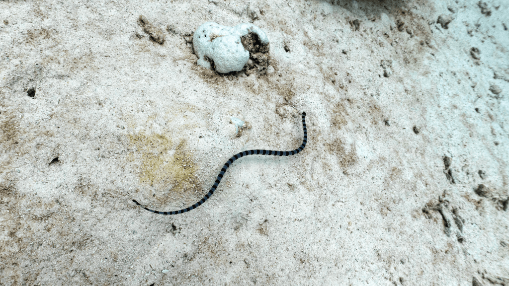 Sea kraits