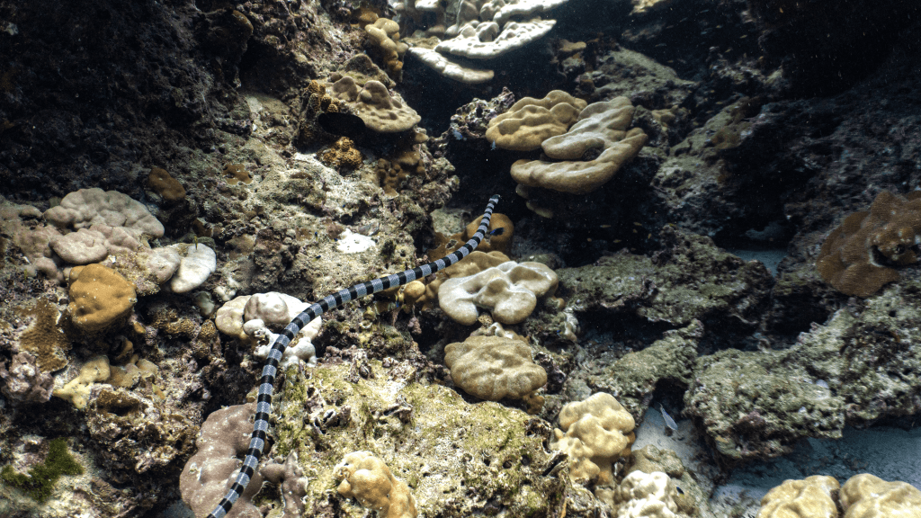 Sea kraits