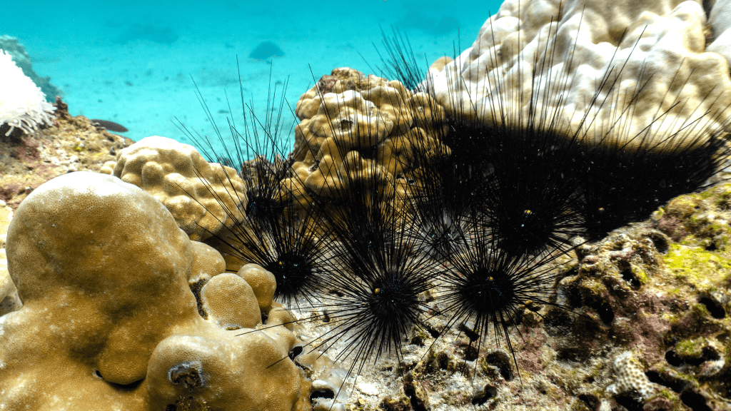 Long Spined Black Urchi