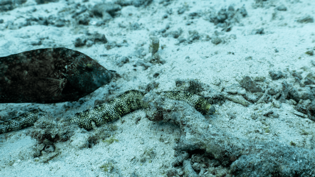 Snowflake moray