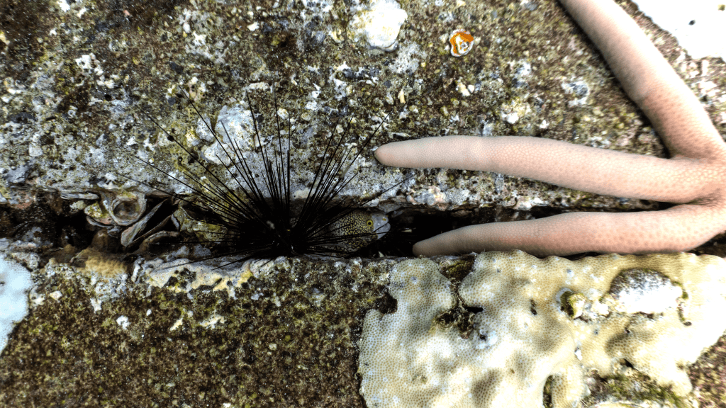 Snowflake moray