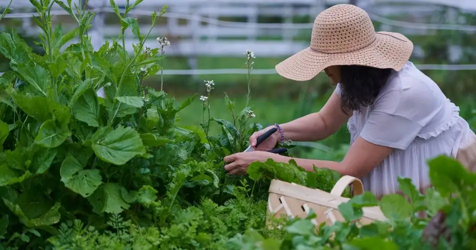 2-Get-Your-Hands-Dirty-in-Our-Organic-Greenhouses-and-Taste-the-Difference-of-Eupepsia-Farm-to-Table-Meals