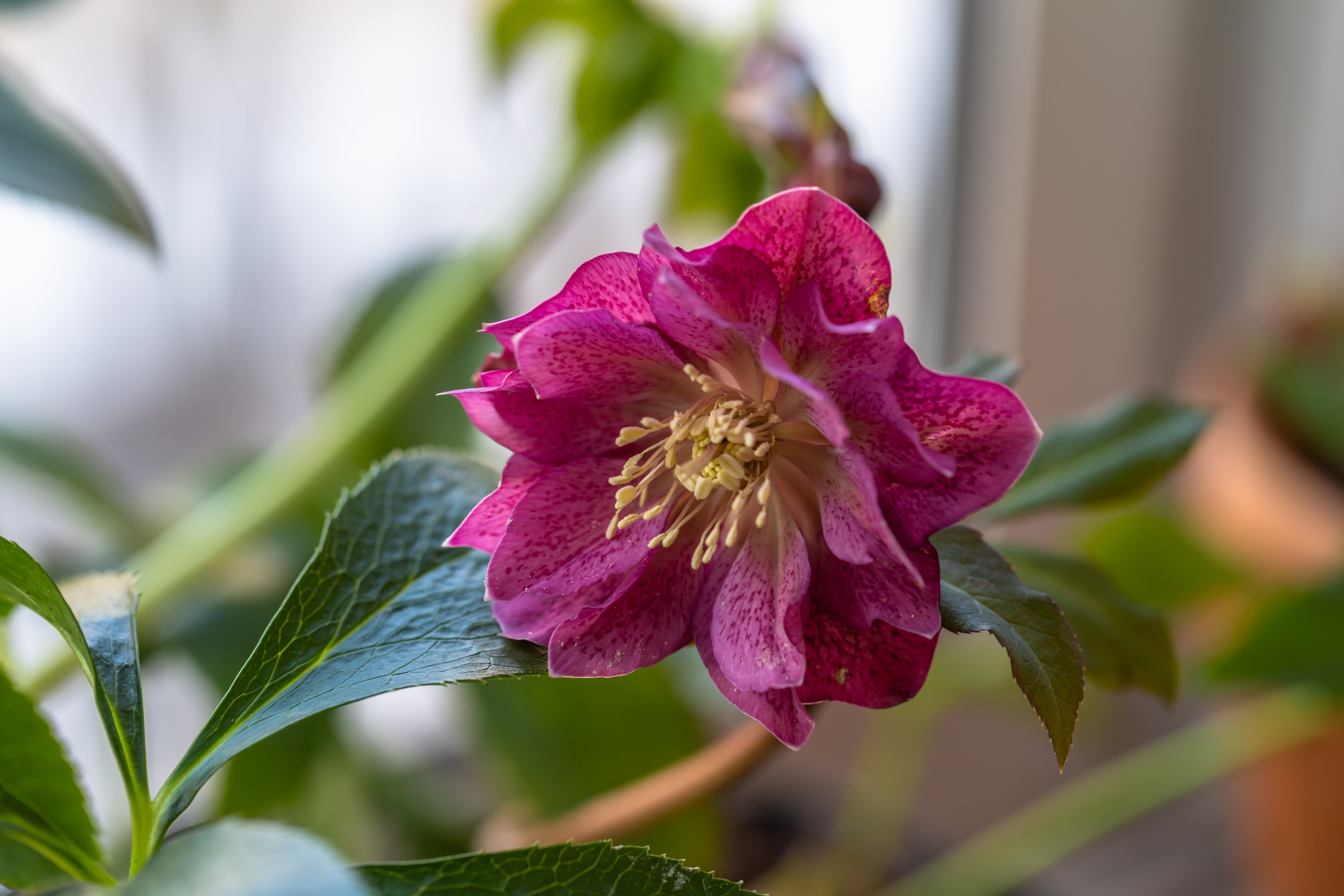 Hellebore Plant Propagation Methods For Propagating A Hellebore Plant