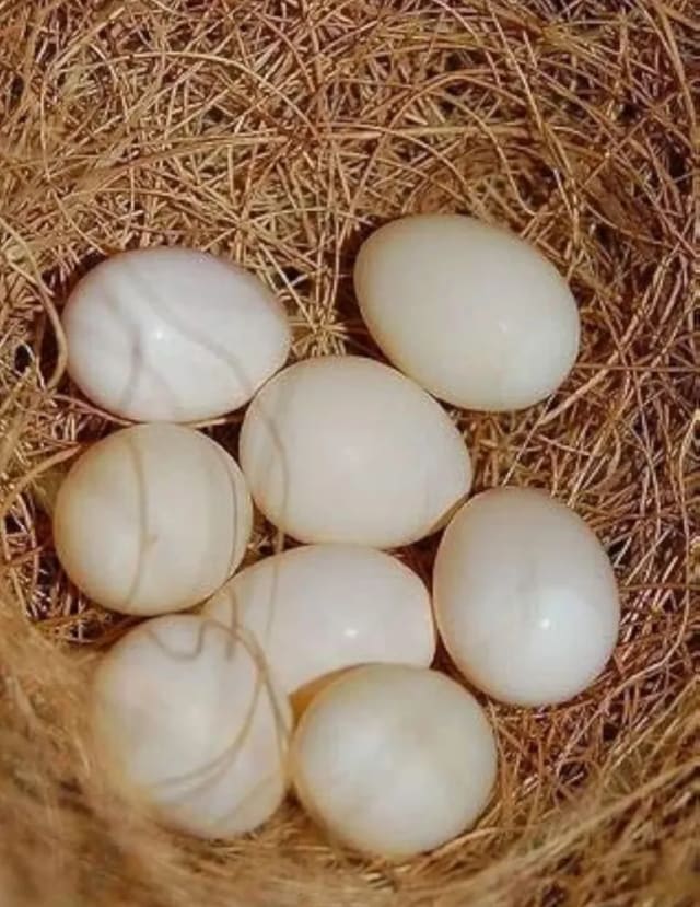 Natural coir Nesting material - Suitable for finches, Java, budgies, Lovebirds & other Birds. by Petmaza