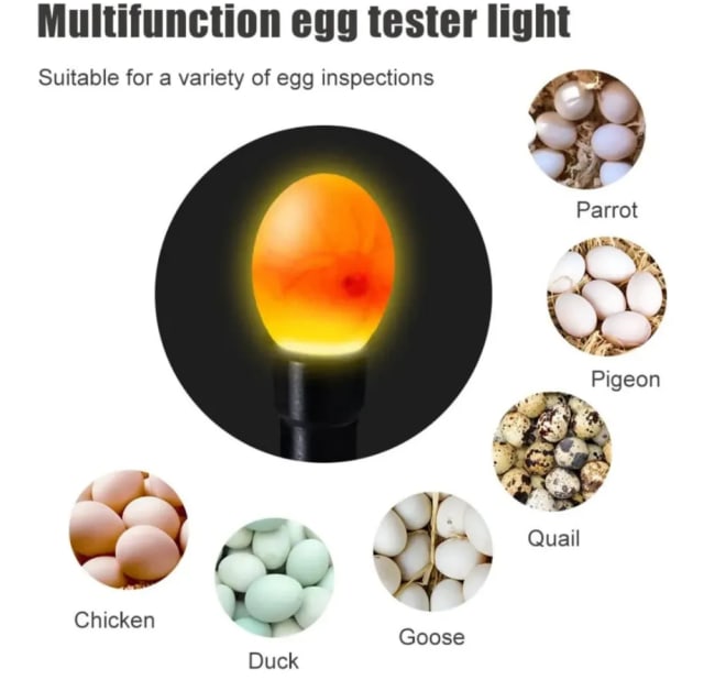 EGG TESTING LIGHT by Petmaza