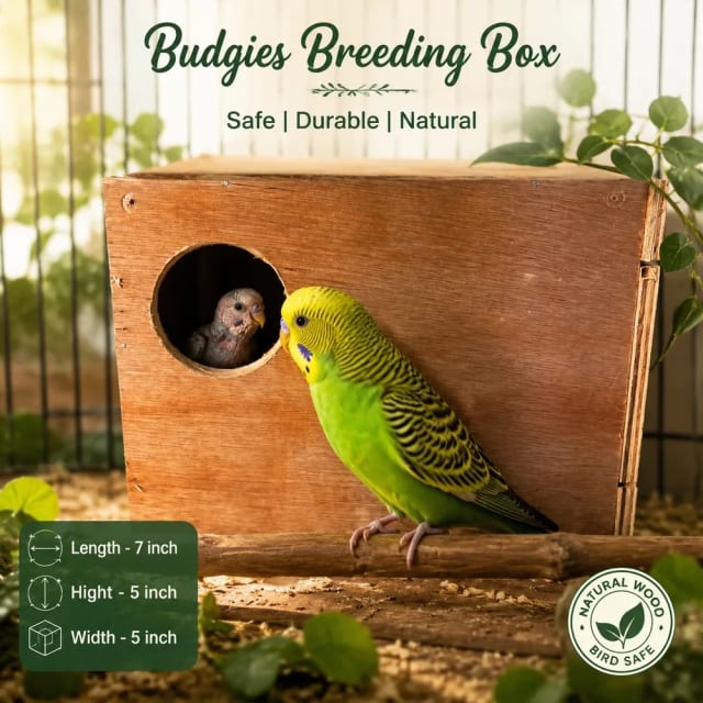 Budgies breeding pair Box length -7inch , height -5inch width -5 inch by Petmaza