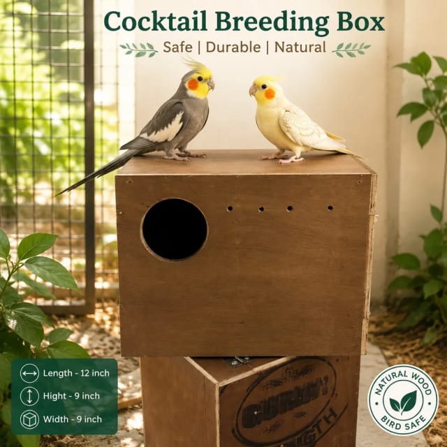 Cocktail breeding box length- 12inch, hight-9inch , width -9inch by Petmaza