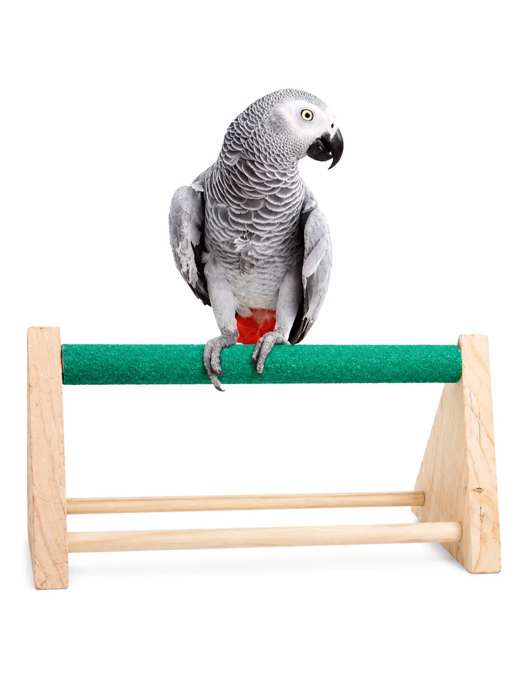 Wooden Bird Perch Stand (Anti-Slip – Green Top) by Petmaza