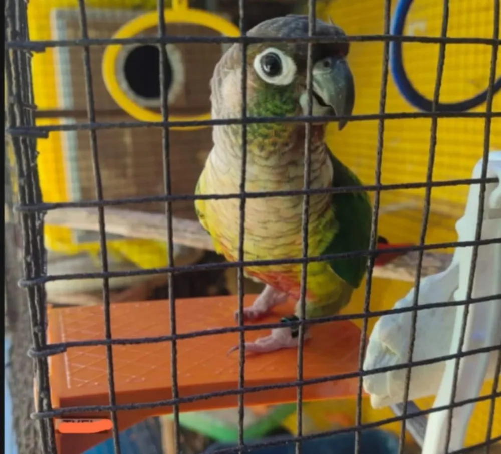 BIRD REST STAND by Petmaza