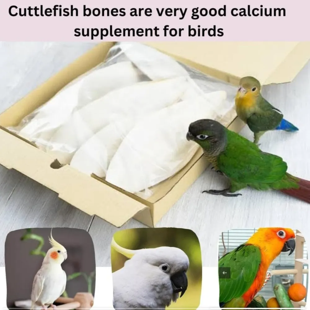 Cuttle Bone  110gm by BIRDHOUSE FOR BIRDS