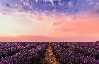 Automated Valet Parking