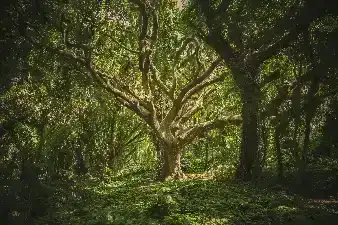 Sky-High Observation Deck