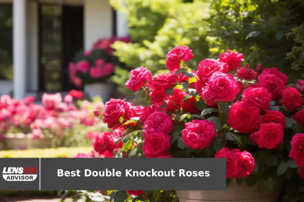 Best Double Knockout Roses for 2023