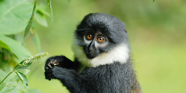 Rwanda Primate Trekking