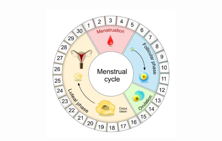 website blog images (3) Missed Period but Not Pregnant