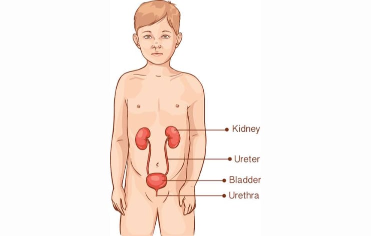 Recurrent urine infections in children Hyderabad Recurrent urine infections in children Hyderabad