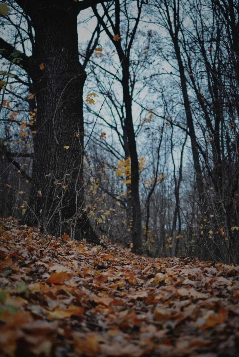 What is Seasonal Depression? (Seasonal Affective Disorder)