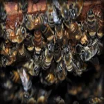 Colony Collapse Disorder