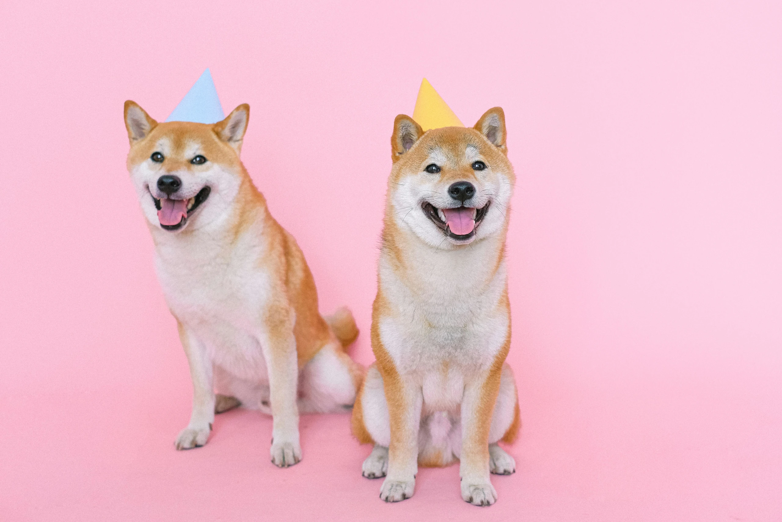 Shiba Inu: A Complete Guide to Japan’s Iconic and Spirited Dog Breed ...