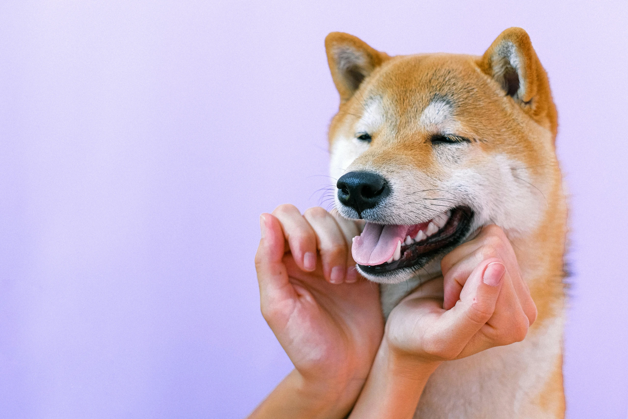 Shiba Inu: A Complete Guide to Japan’s Iconic and Spirited Dog Breed ...