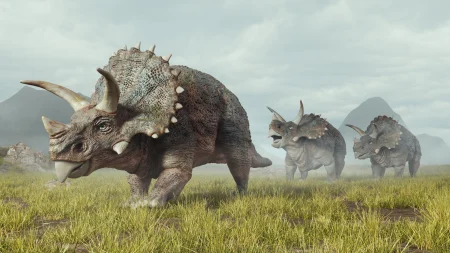 Triceratops