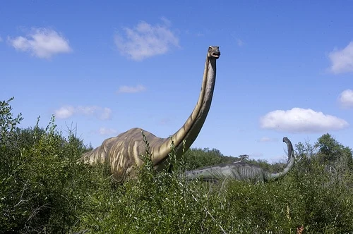 Apatosaurus