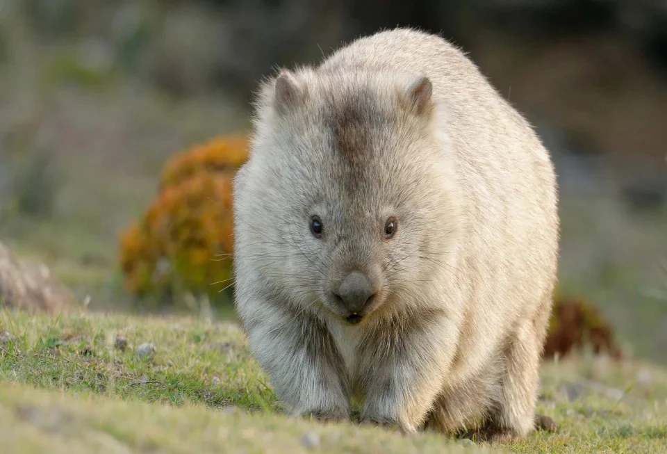 wombat