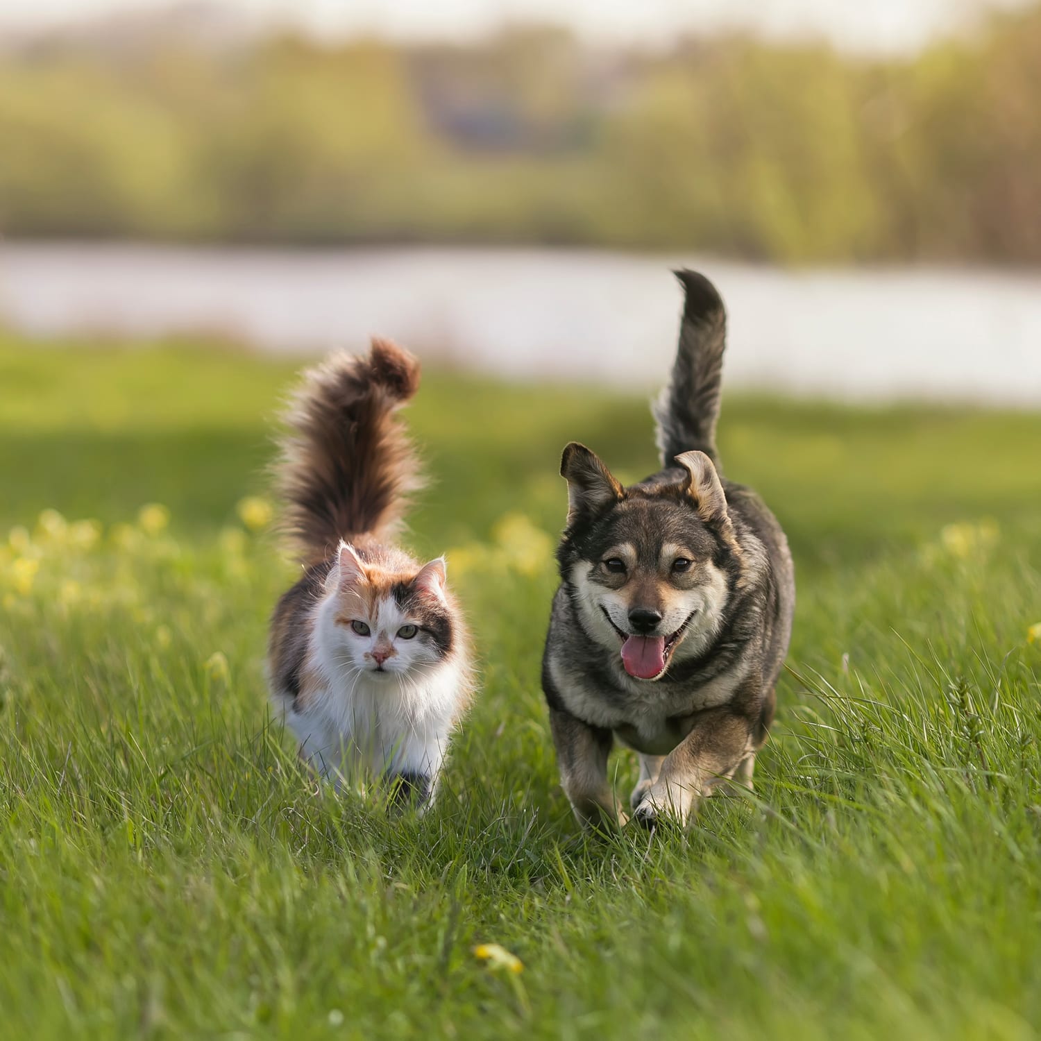 chien chat 