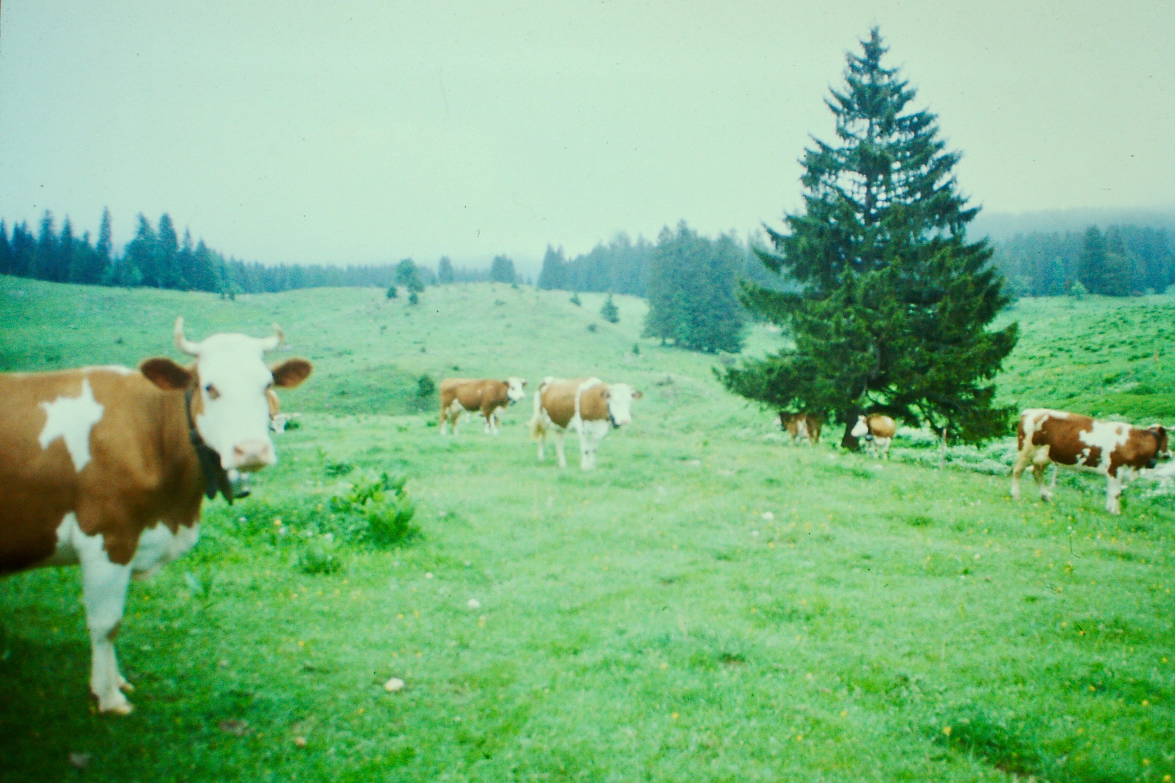 Mazamet → Annecy, avant-tour 1985 Mazamet → Annecy, avant-tour 1985