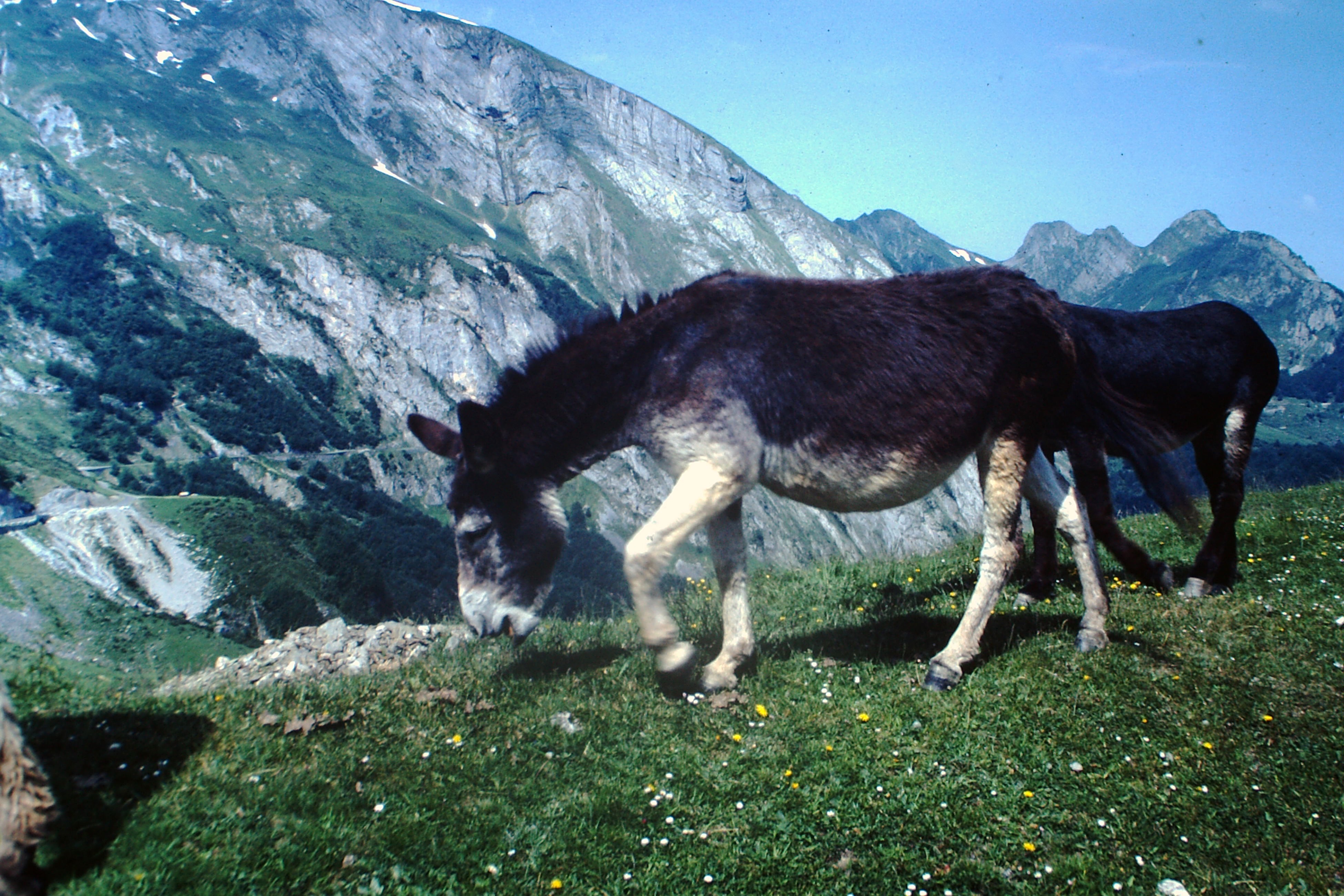 Olette → Audressein, 19 juin 1983, cols pyrénéens Olette → Audressein, 19 juin 1983, cols pyrénéens