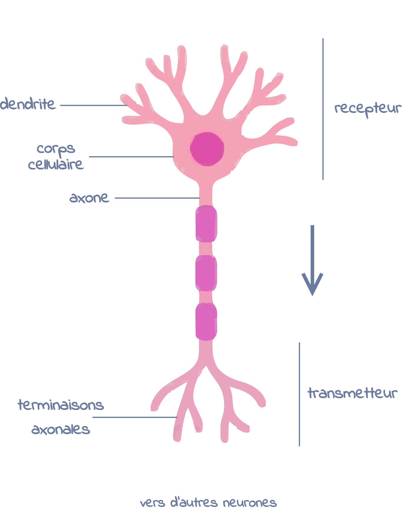 Schema du neurone