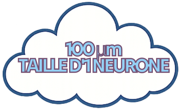TailleNeurone