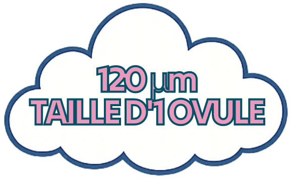 VersoTailleNeurone