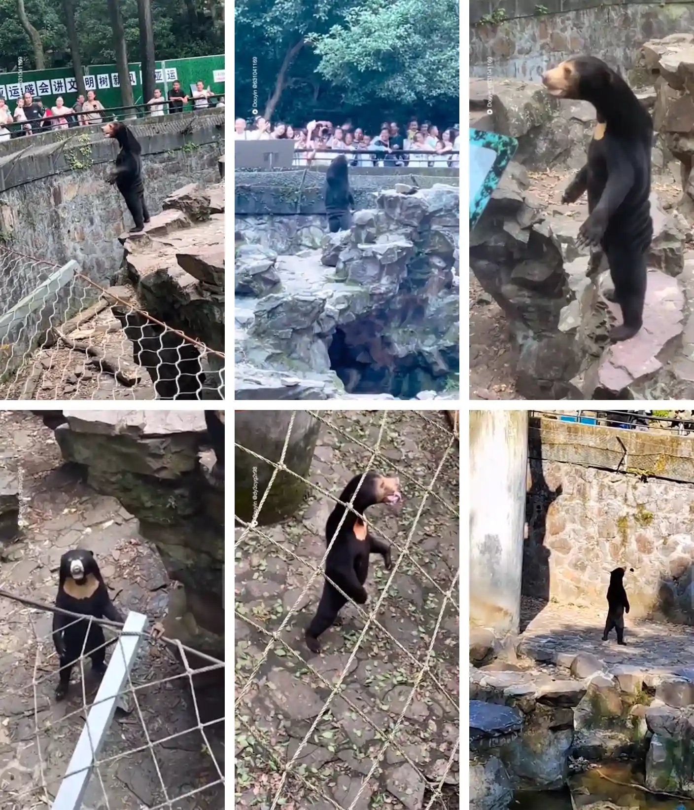 Real Bear Or Fake Bear That Divides The Internet Chinese Zoo Forced To Clarify After Video Went Viral Page 5 Eyerys bilde bilde bilde
