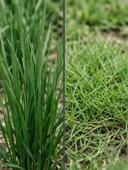Side-by-side close-up of cool-season fescue grass blades and warm-season bermuda grass blades for comparison Side-by-side close-up of cool-season fescue grass blades and warm-season bermuda grass blades for comparison
