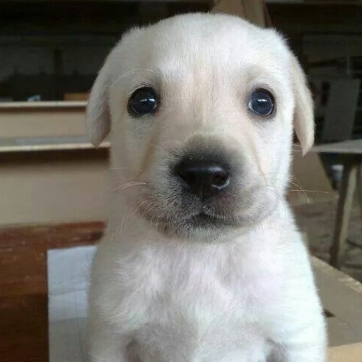 kodes