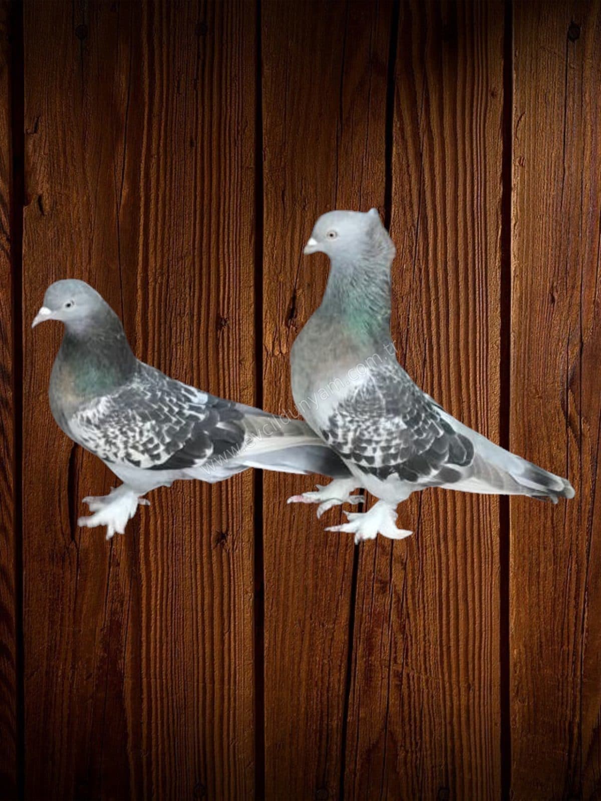 Oyun Güvercinleri taklacı  - fotoğraf 1