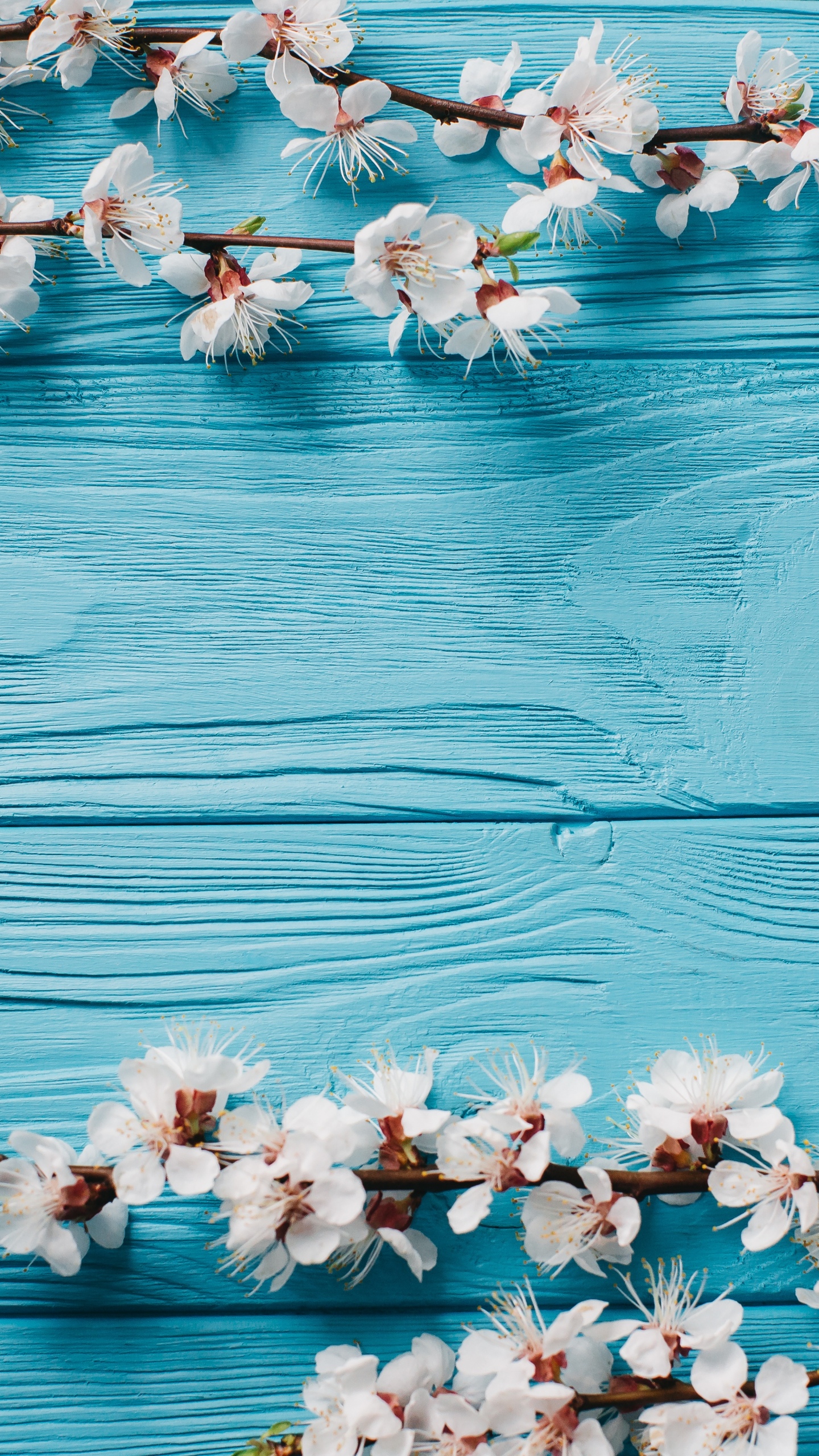 Spring Flowers Mobile Wallpaper