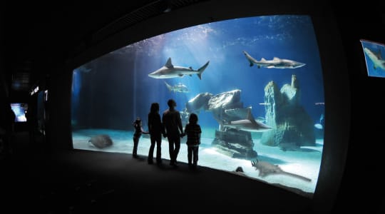 Photo of Aquarium of Genoa